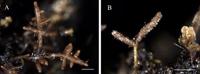 Tuber indicum and T. lijiangense colonization differentially regulates plant physiological responses and mycorrhizosphere bacterial community of Castanopsis rockii seedlings